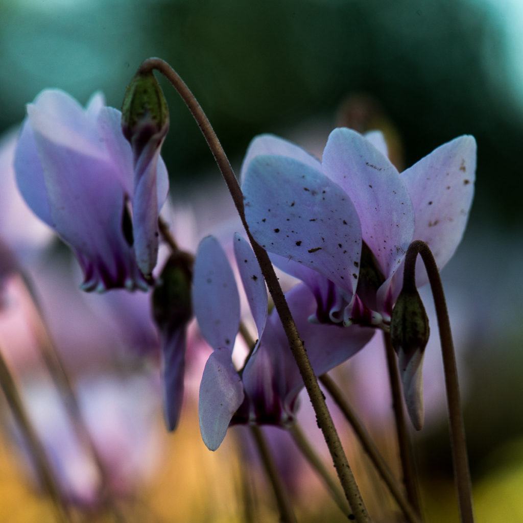 Ferme Chauvet DSC 3252 173