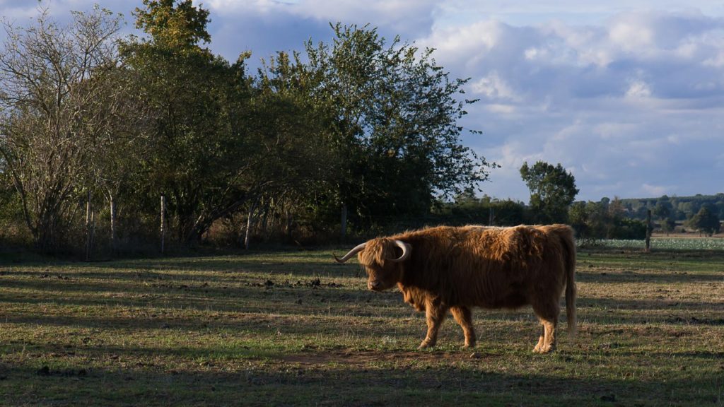 Ferme Chauvet DSC 3259 174