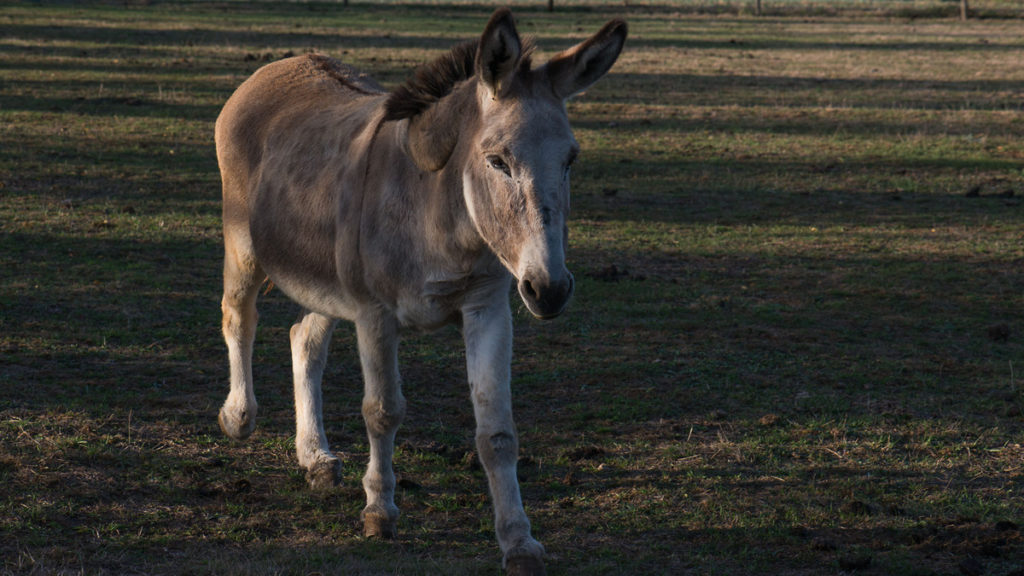 Ferme Chauvet DSC 3270 175